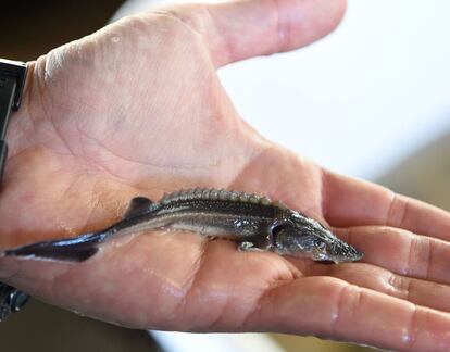 A young sturgeon just a few days old is shown at the sturgeon farm in Baygorria, 270km north of Montevideo, on August 31, 2016.
A Uruguayan firm, "Esturiones del Rio Negro", produces and exports since 2000 caviar under the brand "Black River Caviar", an atypical product from a country traditionally known as a beef exporter. / AFP PHOTO / MIGUEL ROJO