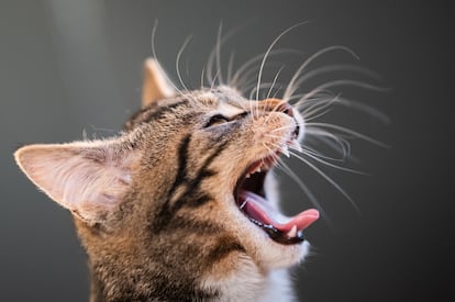 Bolas de pelo en gatos