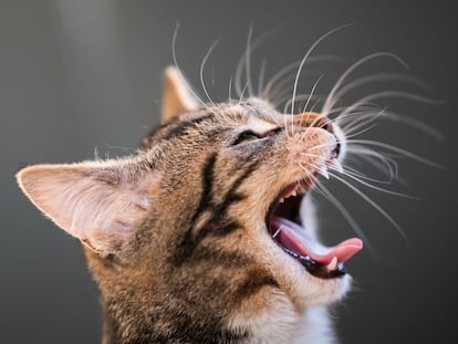 La longitud del pelaje de los gatos influye también en la frecuencia con la que vomitan bolas de pelo.