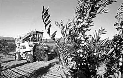 Recolección mecanizada de aceitunas en una finca de Girona.