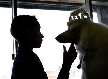 Primer dia de competición del concurso anual de Westminster Kennel Club Dog Show. Un caniche estándar momentos antes de desfilar en el concurso que tiene lugar en el Madison Square Garden de Nueva York.