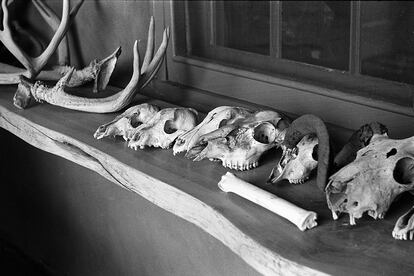 En su rancho, la artista coleccionaba calaveras y piedras, como se ve en esta imagen de 1966.