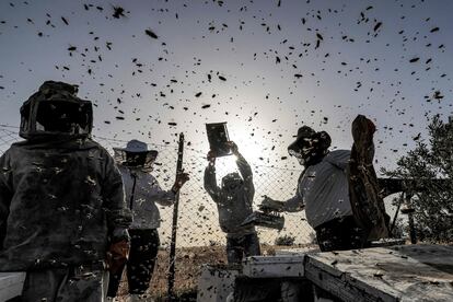 Unos apicultores recolectaban miel de las colmenas durante la temporada anual de la cosecha en el sur de la Franja de Gaza, este lunes.
