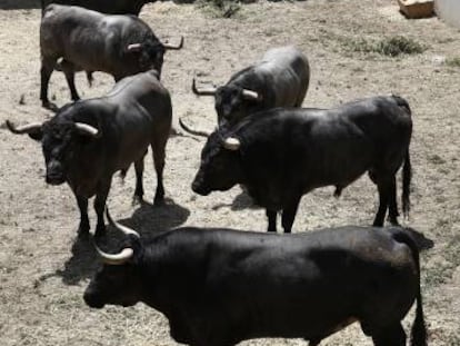 Toros de la ganadería de José Escolar Gil en los encierros de Sanfermines 2016.