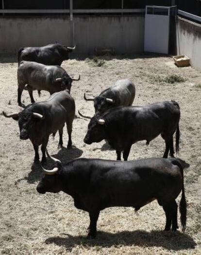 Toros de la ganadería de José Escolar Gil en los encierros de Sanfermines 2016.