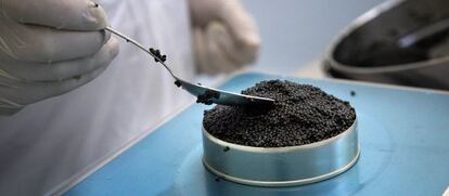 Caviar en una piscifactoria. 