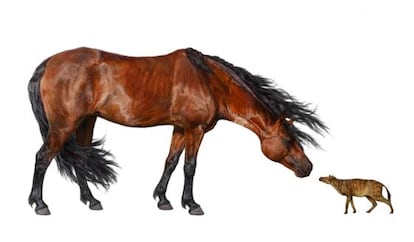 Ilustración de un caballo actual de 500 kilos (izquierda) cara a cara con un 'Sifrhippus sandrae', del tamaño de un gato pequeño, que vivió hace 55 millones de años.