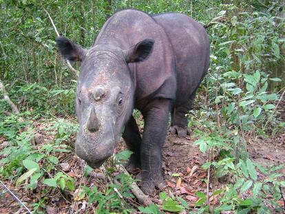 El rinoceronte de Sumatra ('Diceros sumatrensis').