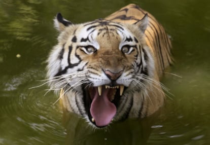 Un tigre de bengala en el zoo indio de Hyderabad