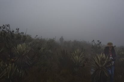 Páramo en el Parque Nacional de Chingaza, en Colombia