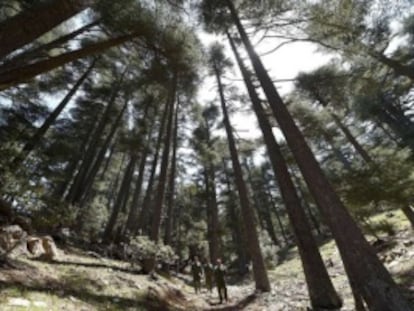 Bosque de cedros en Marruecos.