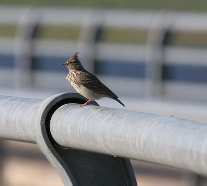 Una cogujada común que suele buscar insectos en los bordes de las carreteras.