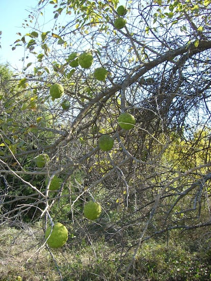 El naranjo de los osages desarrolló grandes frutas que ingerían los mamuts de Norteamérica. Con la extinción de la megafauna, casi se extingue. Fue salvado primero por los indios osage y después por los colonos europeos.