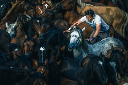 Los “aloitadores” son aquellos hombres y mujeres que cortan las crines a los caballos salvajes, sin más armas que sus propias manos.