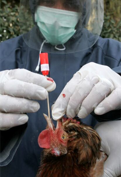 Un veterinario palestino examina a un pollo en una granja de la ciudad cisjornada de Hebrón.