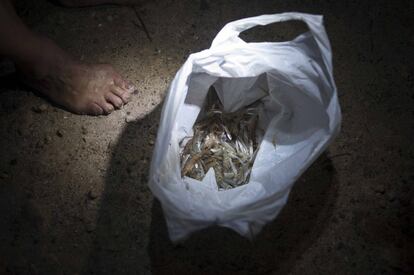 Un marisquero muestra marisco recogido mientras prepara las compuertas del estero la noche antes del despesque en los esteros del Carrascón en San Fernando, Cádiz.