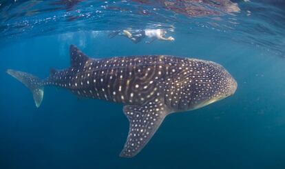 Buceo con tiburones ballena en la bahía de of Tadjoura, en Yibuti.