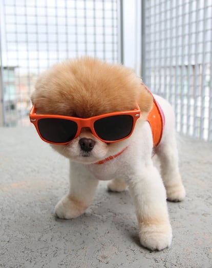 Boo preparado para irse de paseo con gafas de sol y camiseta roja.