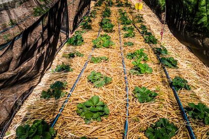 El huerto donde se producen vegetales utilizados en Los Danzantes, en Oaxaca (México).