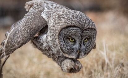 Un búho se abalanza sobre una presa en New Hampshire.