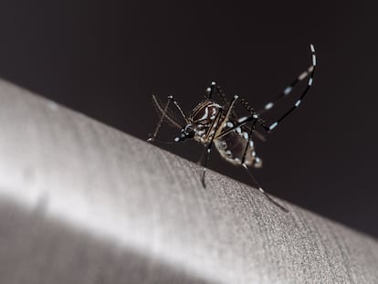 Imagen de un mosquito portador de enfermedades como, chikungunya, fiebre amarilla y dengue.