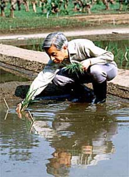 El emperador de Japón, Akihito, siembra en su residencia arroz como ofrenda a los dioses.