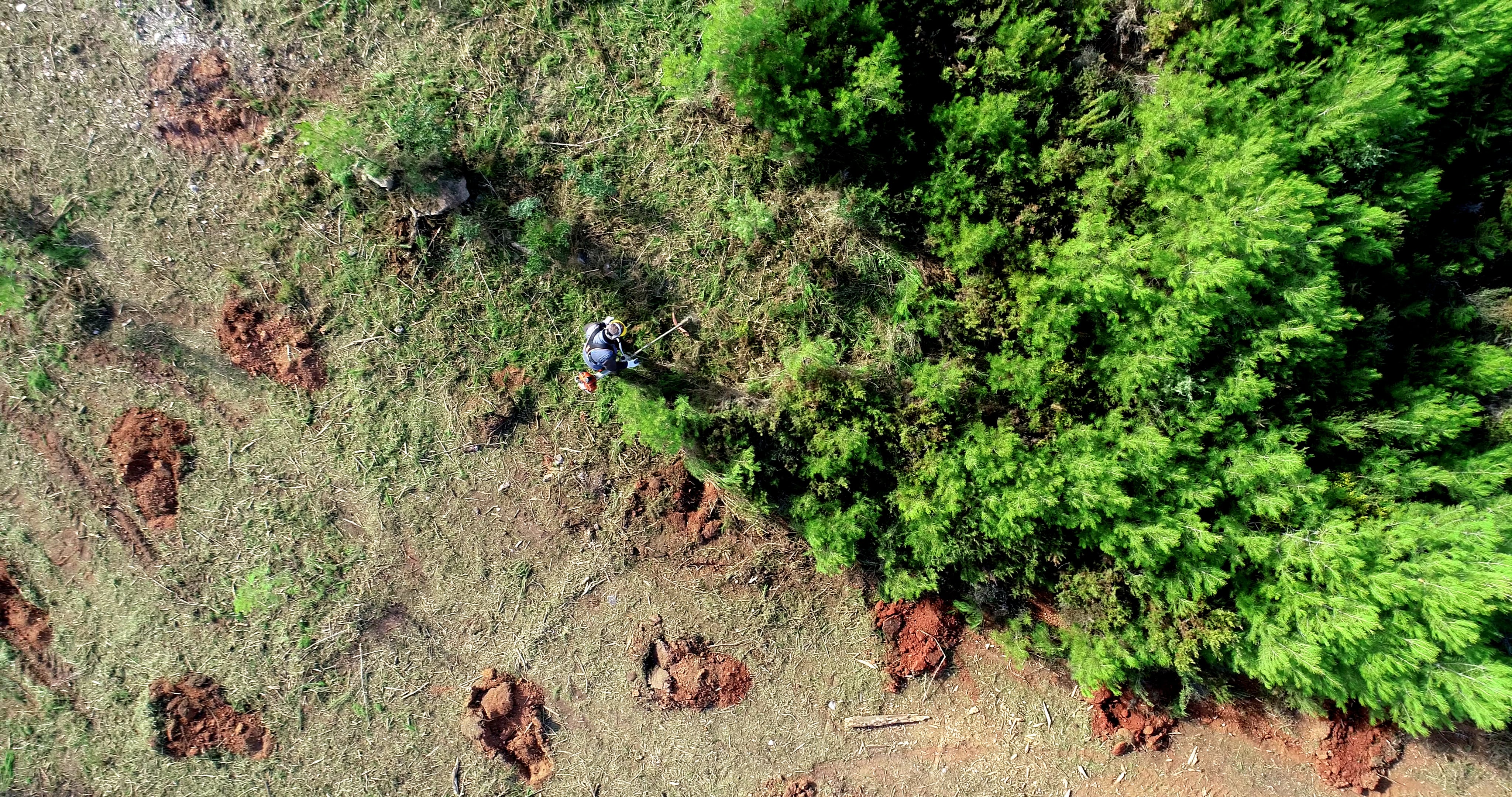 La reconstrucción de la vida después de un incendio forestal masivo: comparando la reforestación con la restauración ecológica.