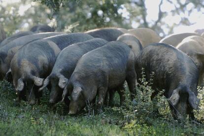 Piara de cerdos ibéricos en una dehesa en la sierra de Huelva.