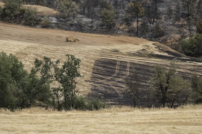 En Artesa, la superficie amenazada es, básicamente, terreno forestal y largas extensiones de campos de cultivo, con lo que no hay zonas habitadas dentro del radio de peligro.