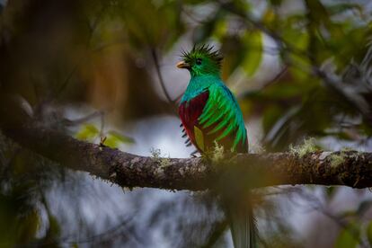 Un ejemplar de quetzal en el parque nacional La Amistad, en Chiriquí (Panamá).