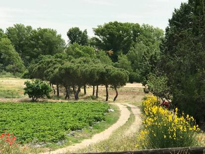 FINCA MONJARAMA / CAPEL 