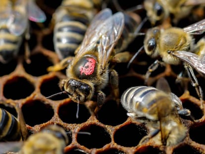El empuje de la miel importada lastra la venta de la cosecha española