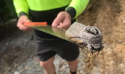 polilla gigante Australia