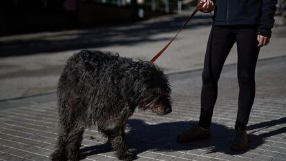 Un perro hace sus necesidades en la calle.