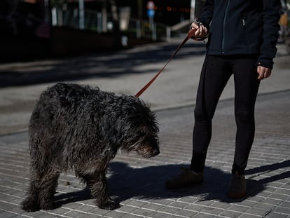 Un perro hace sus necesidades en la calle.