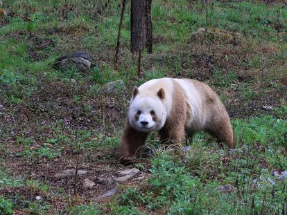 There is no census, but it is believed that there are barely 100 brown pandas left in the Qinling Mountains. In the image, Qizai, a male brown panda, the only one that lives in captivity.