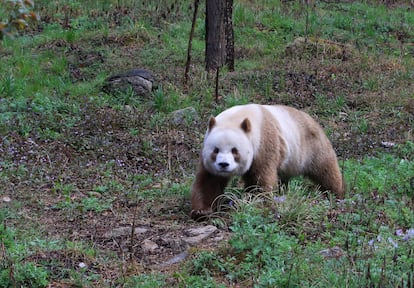 brown panda