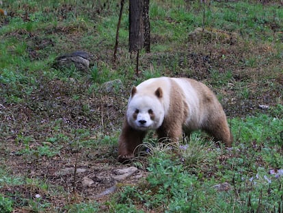 No hay un censo, pero se cree que quedan apenas un centenar de pandas marrones en las montañas Qinling. En la imagen, Qizai, un macho y el único que vive en cautividad.