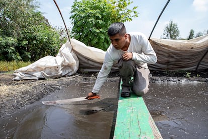 Un trabajador de la chinampa Arca Tierra realiza el aplanado del almácigo.