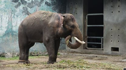 Un elefante del zoo de Surabaya, denunciada repetidas veces por las malas condiciones en las que viven los animales.
