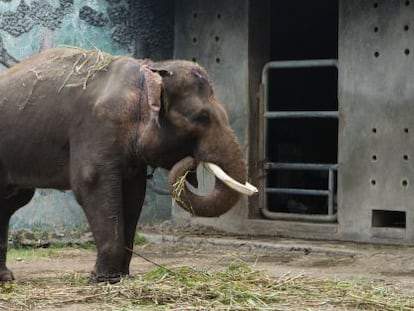Un elefante del zoo de Surabaya, denunciada repetidas veces por las malas condiciones en las que viven los animales.