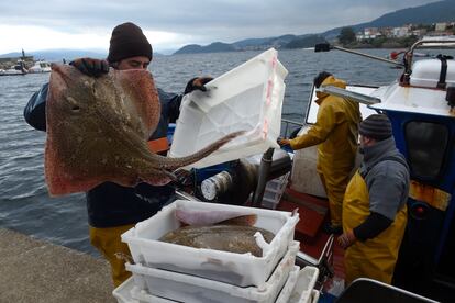 Los pescadores descargan las capturas en el puerto de Bueu, en Pontevedra.