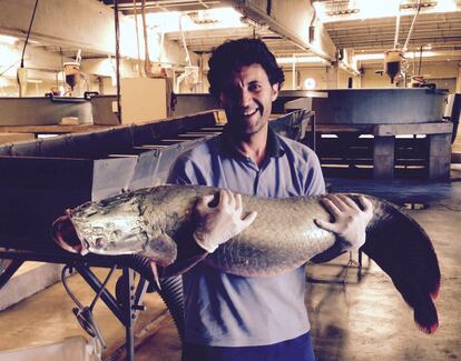 Durante dos años, VASA estuvo criando arapaimas, peces tropicales que engordan 20 kilos por año y alcanzan 4 metros de longitud.