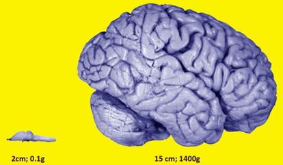 Imagen a escala del cerebro de una rana y de un cerebro humano.