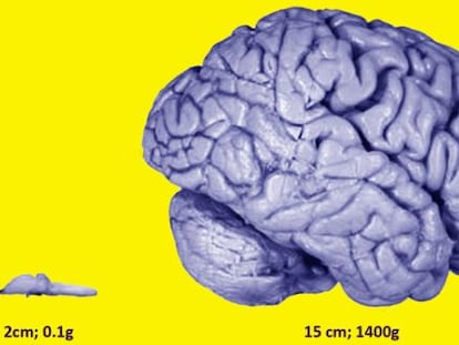 Imagen a escala del cerebro de una rana y de un cerebro humano.