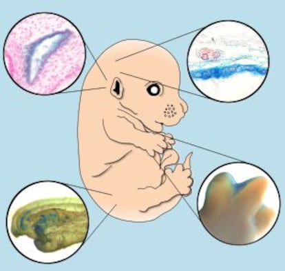 Los investigadores del CRG y el CNIO han encontrado senescencia celular en cuatro estructuras embrionarias: el mesonefros (un tejido renal), el saco endolinfático (oído interno), la formación y separación de los dedos de la mano y en el cierre del tubo neural.