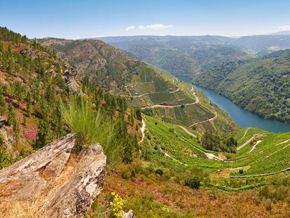 Vista panorámica de unos viñedos en la  Ribeira Sacra, Galicia.