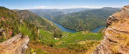 Vista panorámica de unos viñedos en la Ribeira Sacra, Galicia.