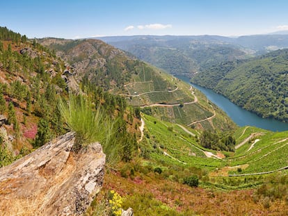 Vista panorámica de unos viñedos en la  Ribeira Sacra, Galicia.