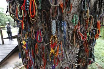 El árbol conocido como 'Killing Tree', en el que los hijos de los acusados de crímenes contra el régimen eran azotados hasta la muerte.